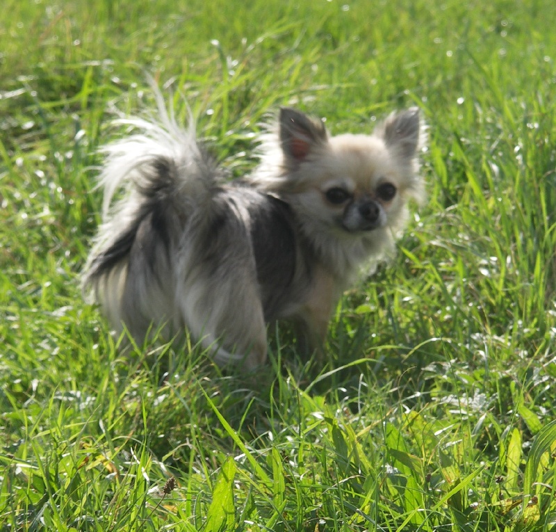 Chippy Des embruns de la lande celte