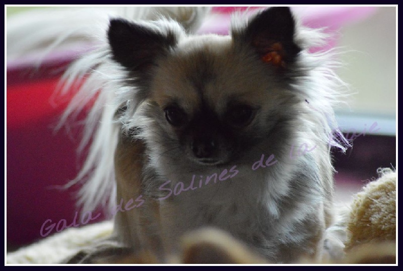 Gala des salines de la baie