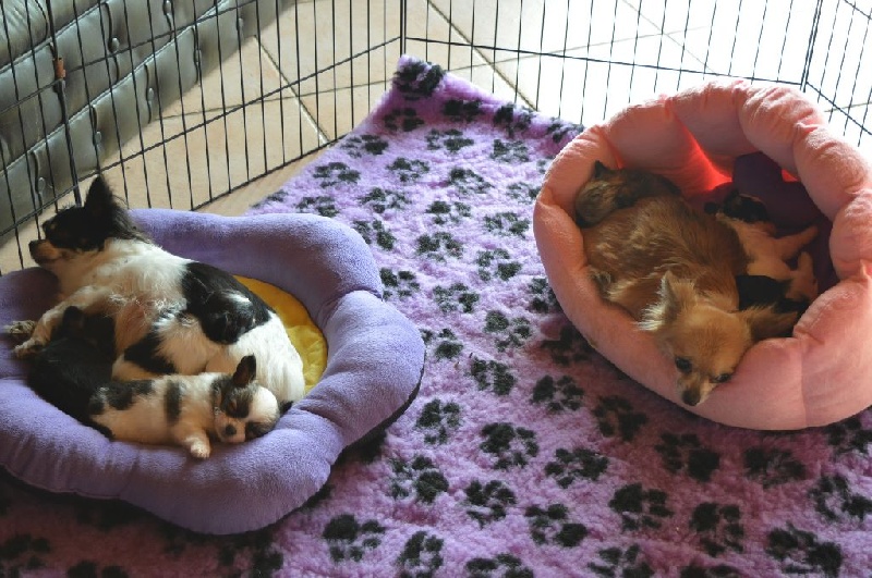 Nos chiens
