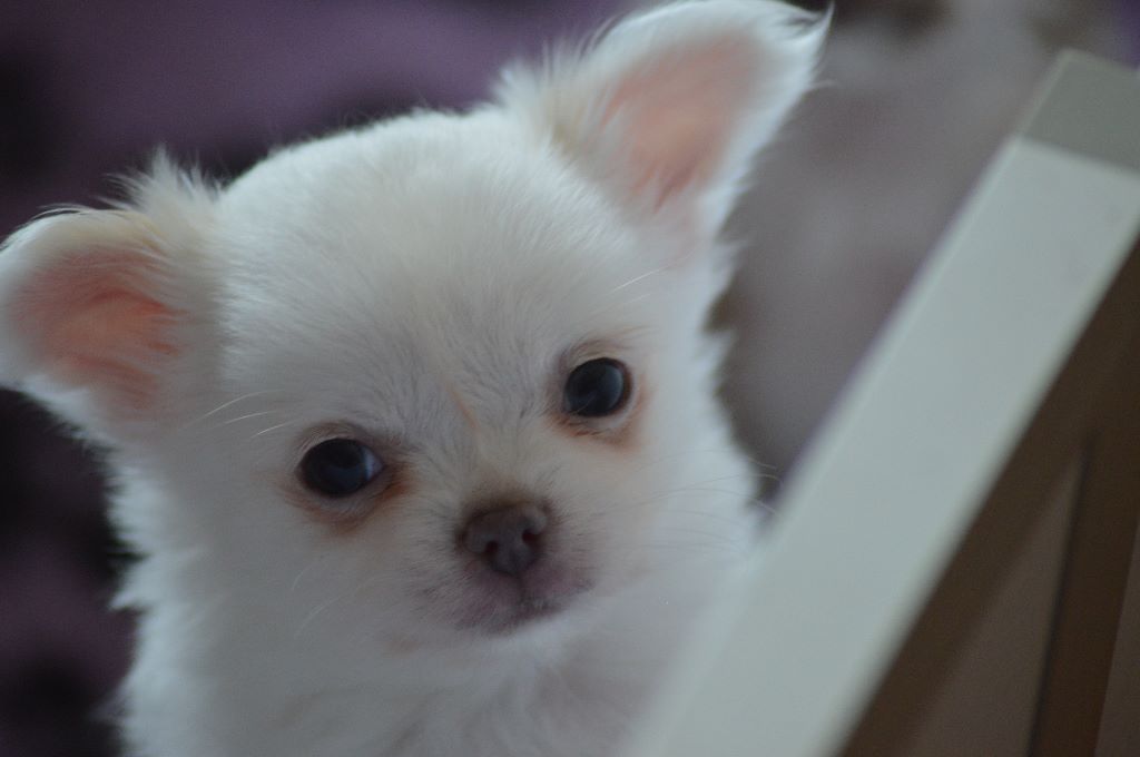 des salines de la baie - Chihuahua - Portée née le 20/02/2018