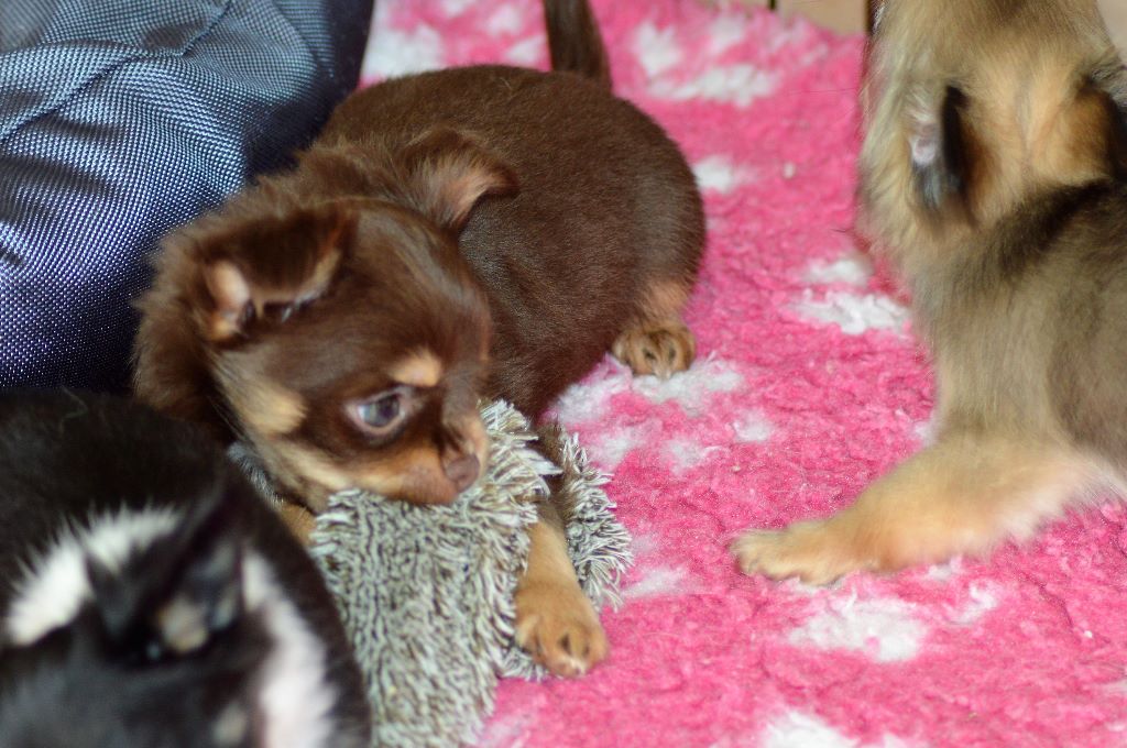 des salines de la baie - Chihuahua - Portée née le 20/10/2017